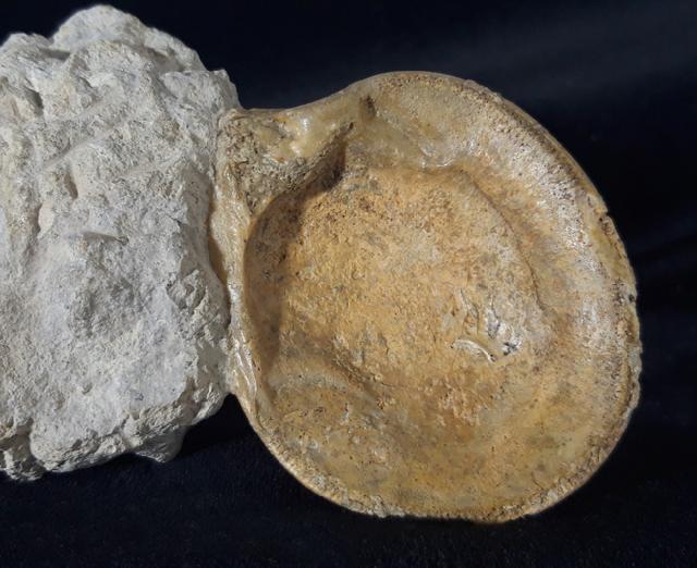 Neocrassina obliqua (LAMARCK 1819) - Bild &copy; FossNet FossilienStore